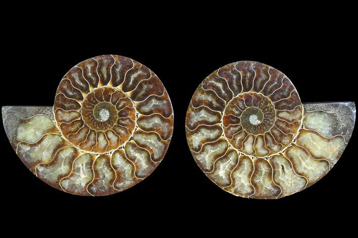 Cut & Polished, Agatized Ammonite Fossil - Madagascar #183227